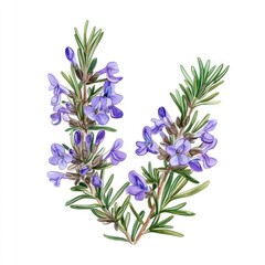 Obraz premium Beautiful sprigs of rosemary officinalis with delicate purple flowers isolated on a white background
