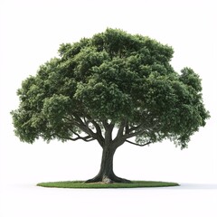 Obraz premium Luxurious Tree Canopy. Green Oak and Leafy Foliage in Serene Natural Landscape - Nature's Tranquil Oasis for Environmental Sustainability and Biodiversity in Rural Outdoors