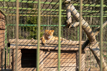 Lioness Resting in a Shaded Area at the Zoo During a Sunny Afternoon in Spring