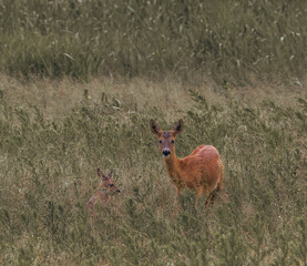 roe in the grass