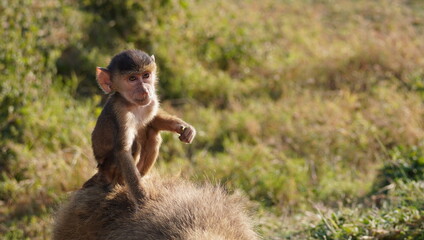 A baby baboon looks relaxed on his mother's back
