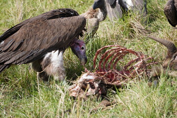 A big vulture cleans up a skeleton.