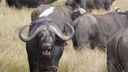 Obraz premium A buffalo in a pose of threat with mouth open