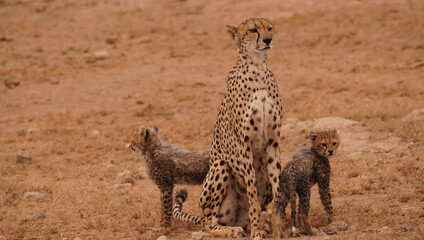  A cheetah mother looks sad with cubs in a dry season.