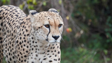  A close up of a cheetah looking at the camera.