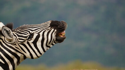 A close up of a face of a zebra with old looking teeth.