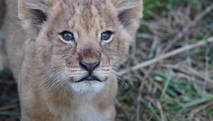 Fototapeta premium A close up of the face of a baby lion.
