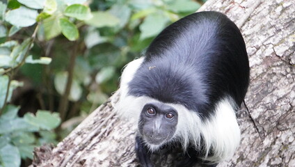  A colobus monkey looking worried at the camera.
