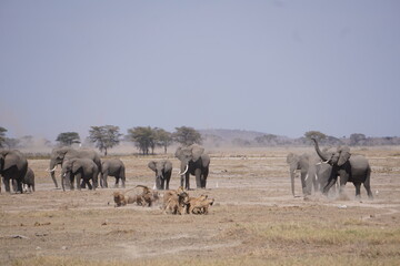  A confrontation between lions and elephants.