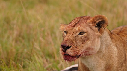  A dangerous look from a lioness after a hunt.