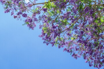 Jacaranda Tree in Full Bloom Against a Clear Blue Sky, a Beautiful Floral Canopy.
