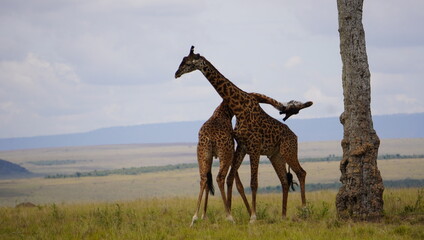 A dangerous neck twist of fighting giraffes.