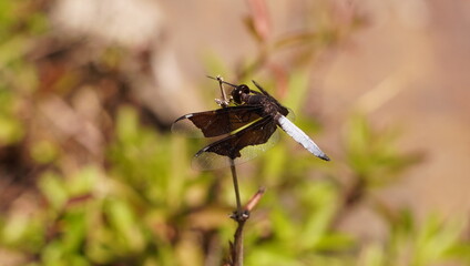  A dragon fly with black wings.