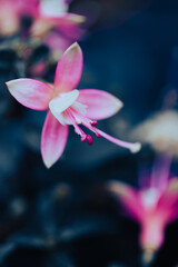 Colorful fuchsia flowers open their delicate petals towards the soft light