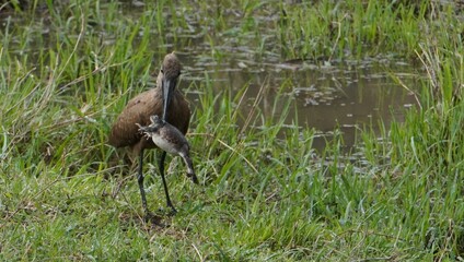 A frog makes himself big to avoid being eaten