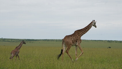 Obraz premium : A giraffe and a baby in the grassy plains of masai Mara