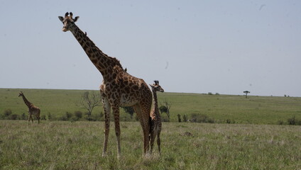 A giraffe with a very small baby.