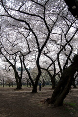 Pale pink cherry blossoms (Prunus serrulata) in bloom in Japan during sakura season
