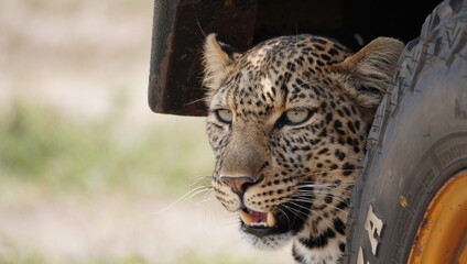 A leopard hiding under the hood of a land cruiser while hunting.