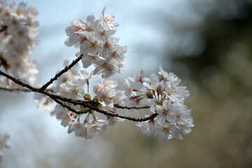 Pale pink cherry blossoms (Prunus serrulata) in bloom in Japan during sakura season