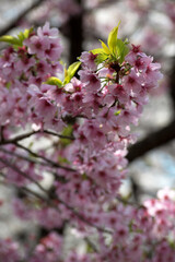 Pink cherry blossoms (Prunus serrulata) in bloom in Japan during sakura season