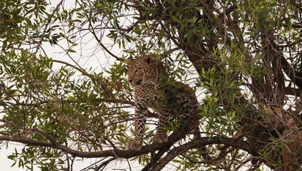 A leopard with a seriouse stare on top of a tree.