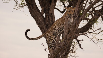 A leopard with a threatening stare from a tree.