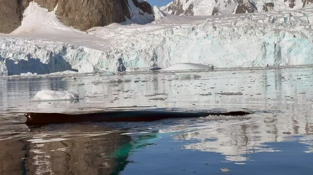 Experience the majestic sight of a whale surfacing gracefully in the icy waters of the ocean