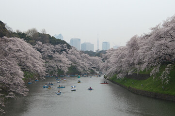 Fototapeta premium Tourists admiring the cherry blossoms at the Imperial Palace, Tokyo, Japan, during sakura season