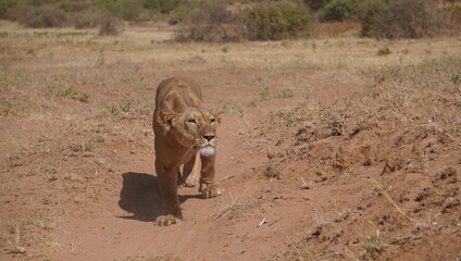  A lion ready to attack a prey.