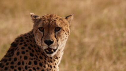 A look of terror from the face of a cheetah.