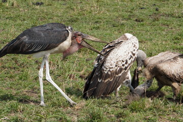  A marabou stork waiting for food from vultures.