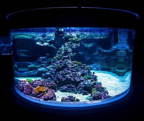 Illuminated large aquarium with a piece of coral reef from the Orientarium at the zoo in Łódź