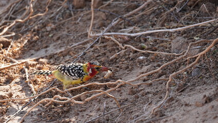 A red and yellow barbet eating a grasshopper.