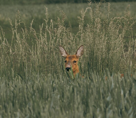 roe in the grass
