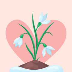 Spring flowers snowdrops grow from the ground in thawed patch. Delicate pink background in the shape of heart. Vector illustration.