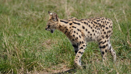 A serval cat walking in the plains.