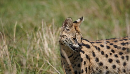 A small cat in the wild called serval cat