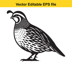 A black and white vector illustration of a quail, a bird species known for its distinctive markings and ground-dwelling habits.