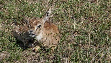 A tiny new born thompson gazelle.