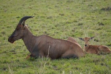  A topi mother resting with her baby.