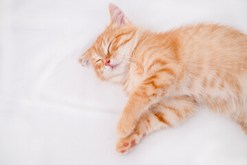 Little red kitten lying on a white sheet