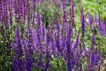 Sage flowers in summer, Salvia pratensis, selective focus. Healing plant used in cosmetics and pharmaceutical industry, purple background