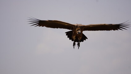 A vulture in the sky