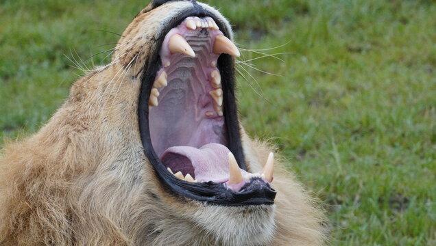 A very wide yawn of a lion.