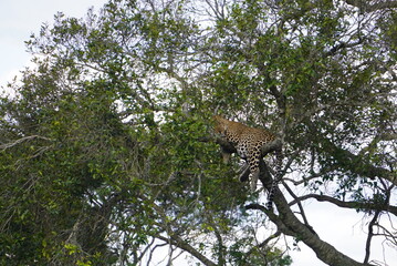 A well fed leopard hiding on a tree.