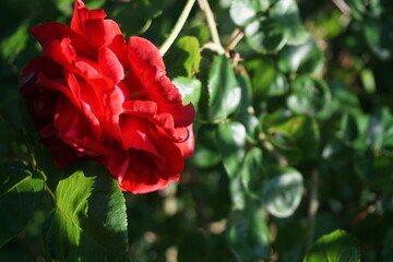 Rote Rose an Strauch zweig mit grünen Blättern im Garten bei Sonne am Abend im Frühling