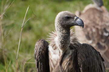A white backed vulture looking sideways.