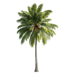 Fototapeta premium Tall Green Coconut Palm Tree Isolated on White