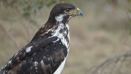  A young eagle close up.